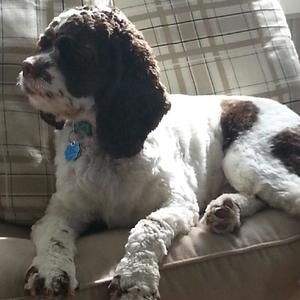 Meet your Posher, Paul